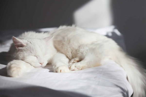 Welche Vorteile hat es, eine erwachsene Katze anstelle eines Kätzchens zu adoptieren?